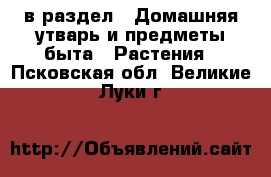  в раздел : Домашняя утварь и предметы быта » Растения . Псковская обл.,Великие Луки г.